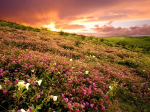 Anza%20Borrego%20State%20Park%20at%20Sunrise,%20California_eOOTqWsRq9QX.jpg