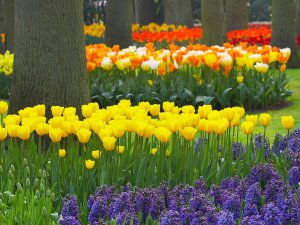 Spring_Garden_Keukenhof_Gardens_Lisse_Holland_1mltqzzCedxQ.jpg