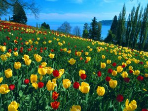 Field_of_Tulips_Island_of_Mainau_Germany_tMLssyPHQ8YK.jpg