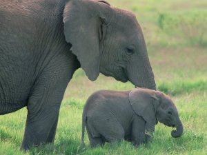 African_Elephants_Amboseli_National_Park_Kenya_7TUzyauzXgGb.jpg