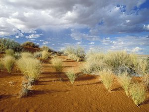 Kgalagadi_Transfrontier_Park_South_Africa_bvFIbaP5ByFJ.jpg