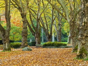 Stanley Park - Vancouver Downtown.jpg