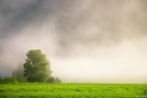 Pemberton - Foggy Morning.jpg