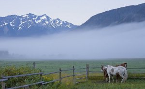 Pemberton - Foggy Morning 1.jpg