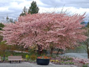 British Columbia, Vancouver, VanDusen Garden 111.jpg